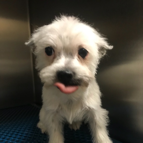 Meet your Posher, Ashley - Picture 1 of 1